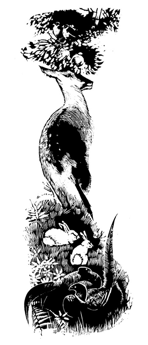 deer