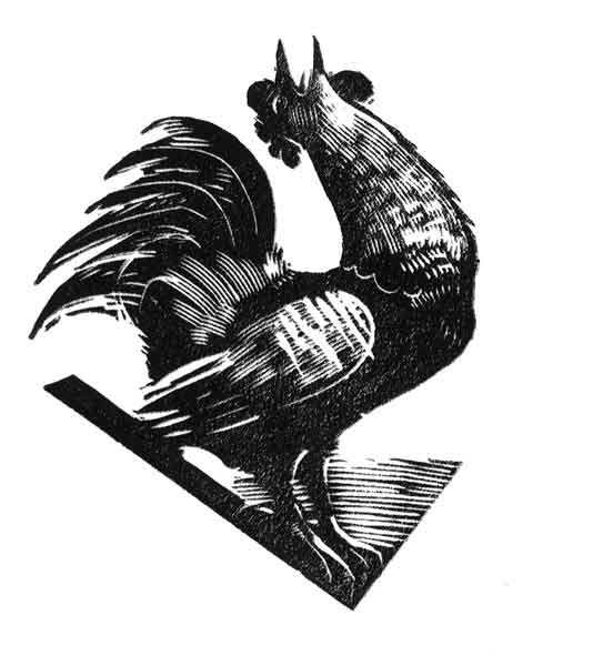 cock