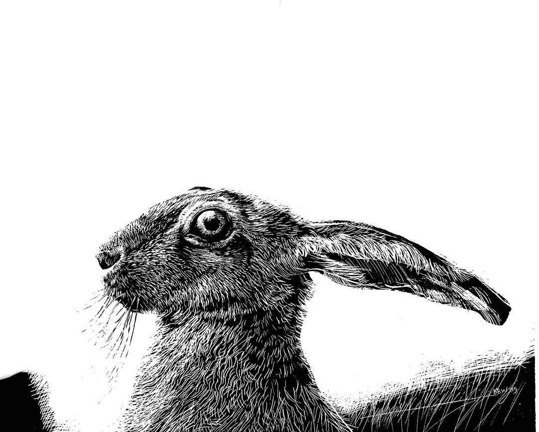 hare 1