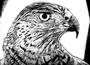 goshawk