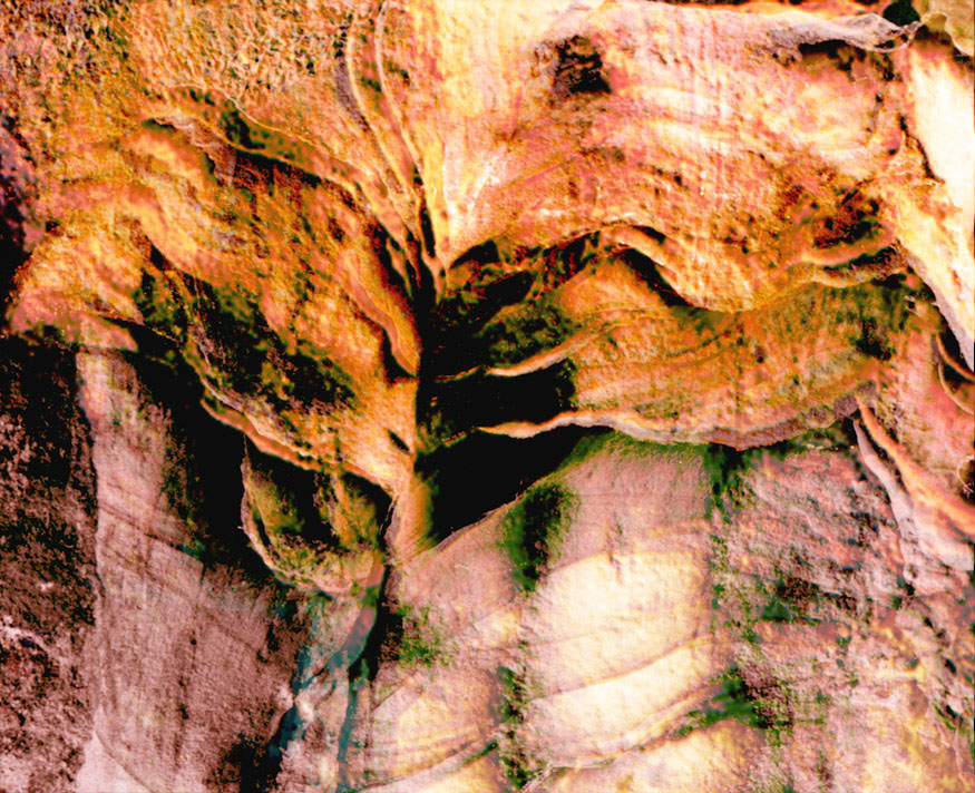 rock bird